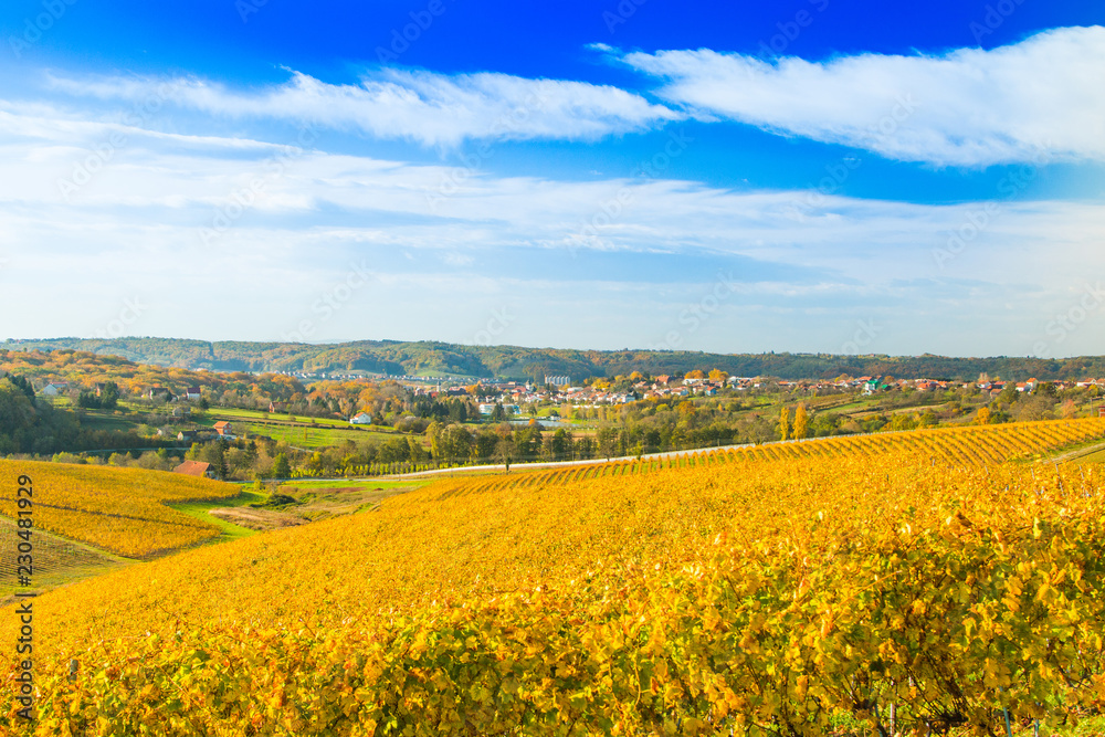 Panoramic view on Daruvar, town in Croatia, and countryside autumn vineyards 