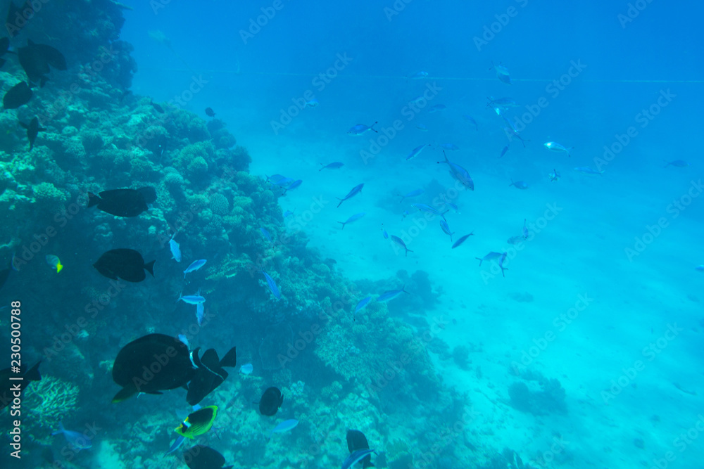 埃及红海海底热带鱼风光