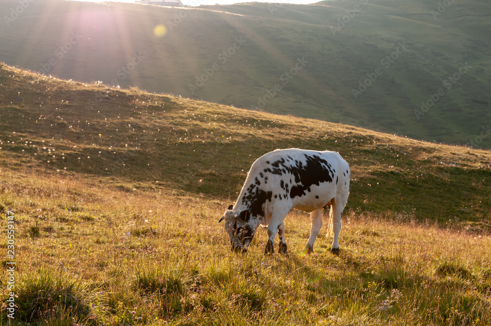 A cow grazing in a pasture in the Italian Dolomite Mountains