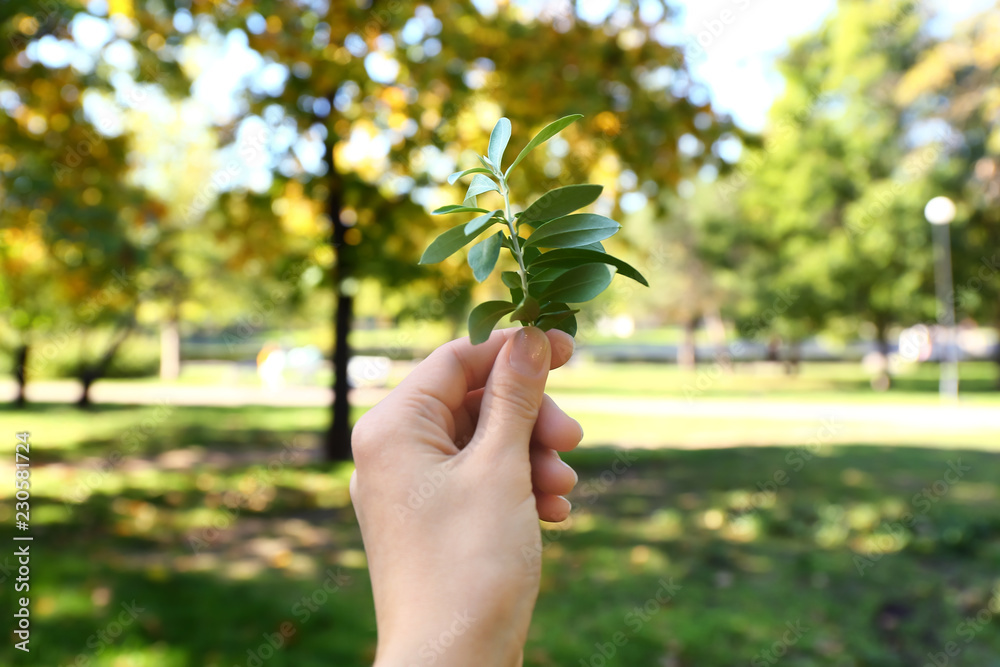 户外绿色植物的雌手。生态理念