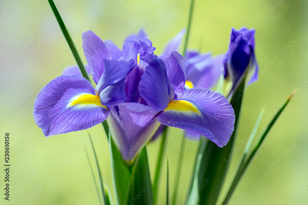 Iris Hollandica Sapphire Beauty观赏开花植物，紫紫色，部分黄色花朵