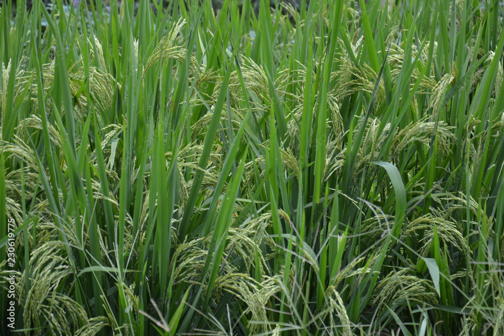 Close up of green paddy rice plant