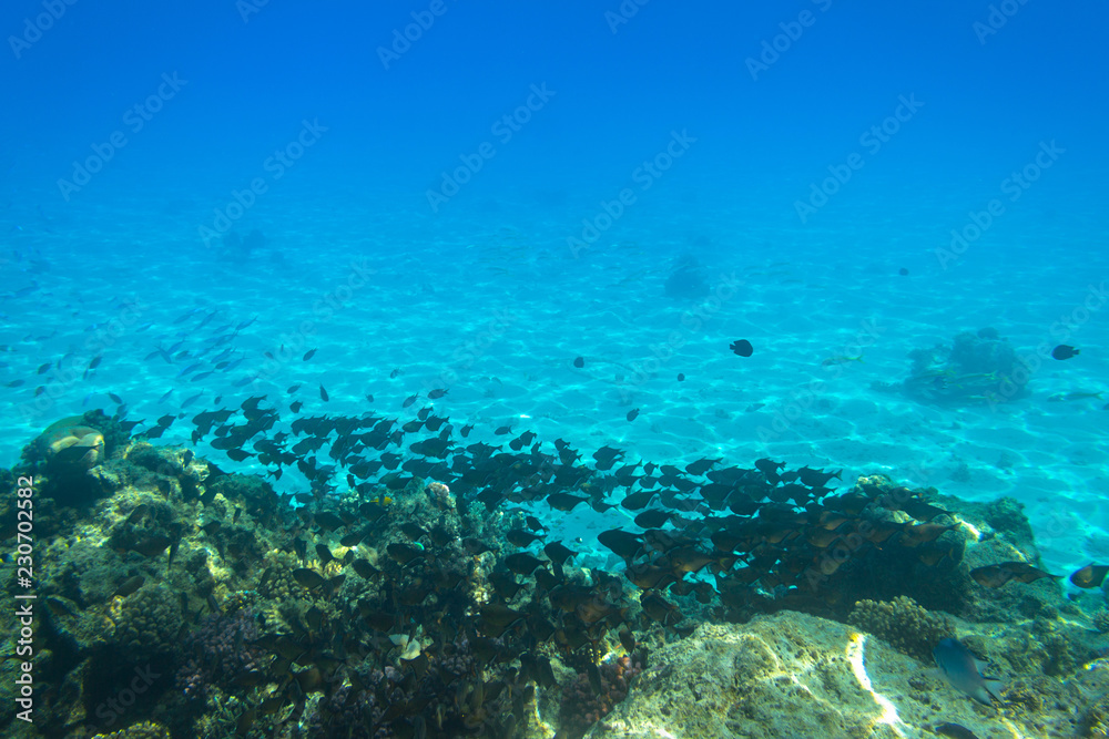 埃及热带鱼的红海水下风光