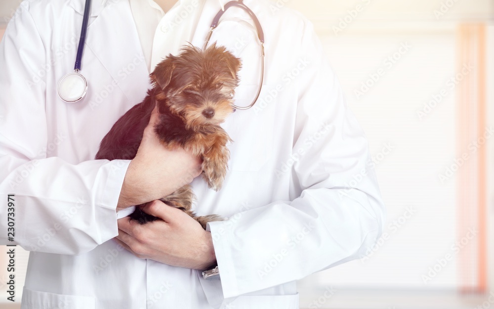 Small cute dog examined at the veterinary doctor, close-up