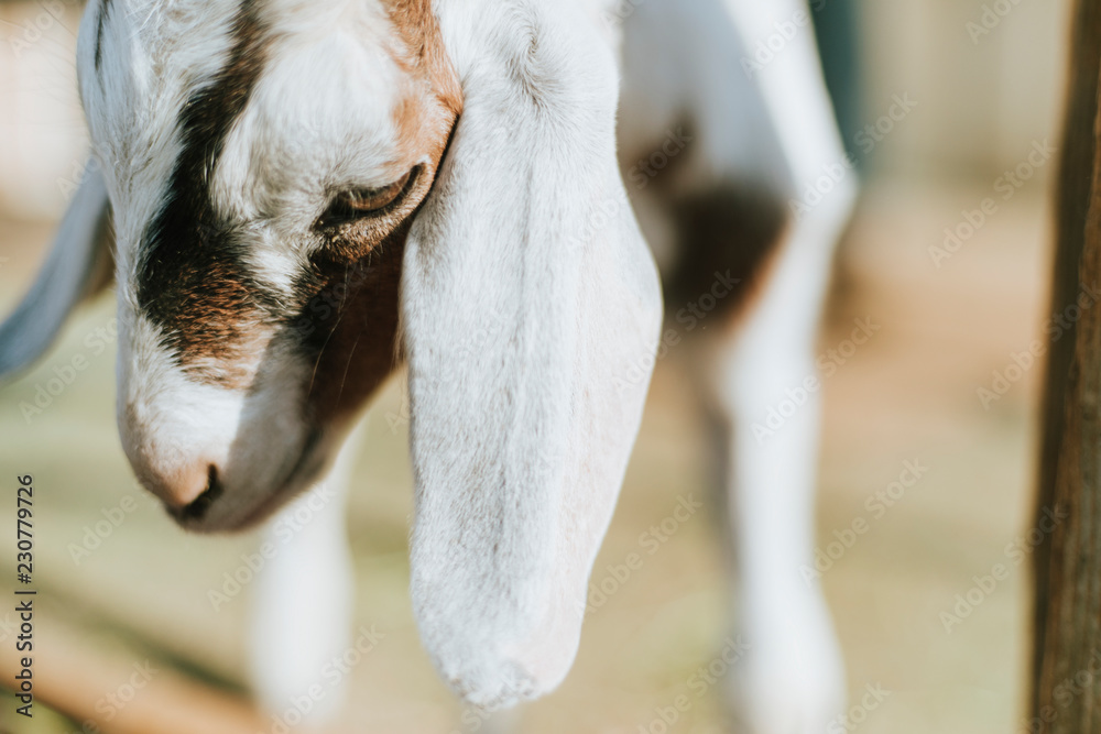 Rescued baby goat, The Sanctuary at Soledad, Mojave