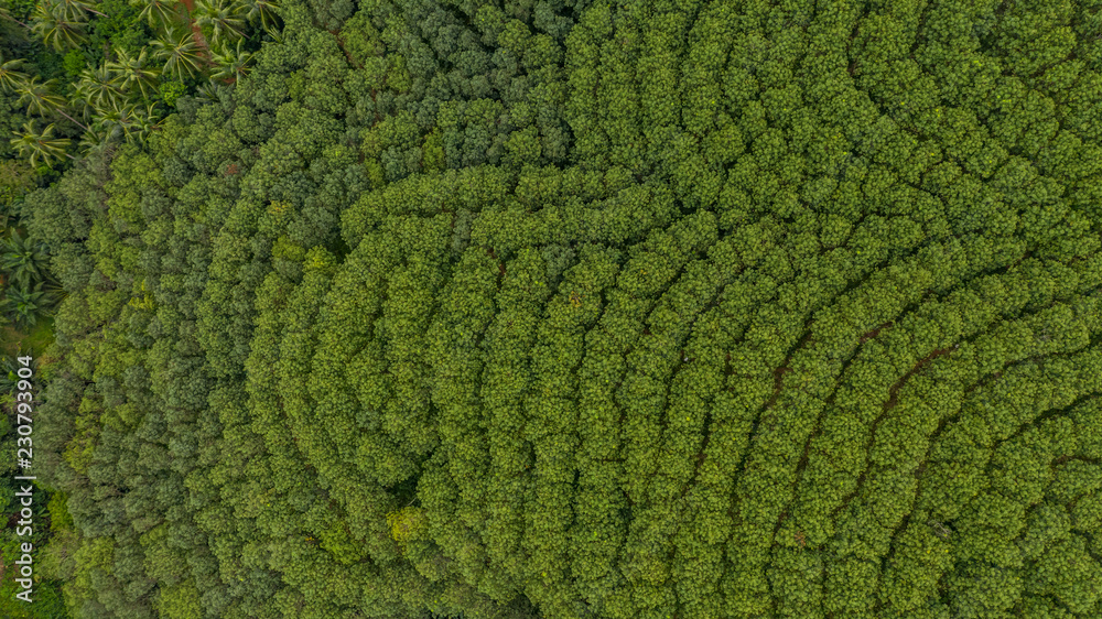 橡胶树森林鸟瞰图，橡胶树和树叶种植园俯视图。