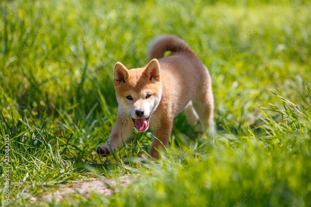 草地上嬉戏的红色shiba inu小狗