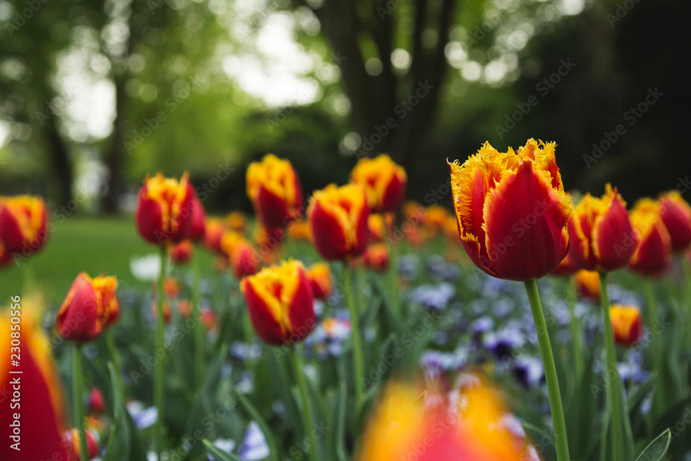 Feuerrote Tulpen 