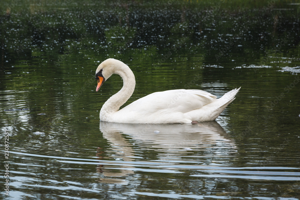 Schwan auf See