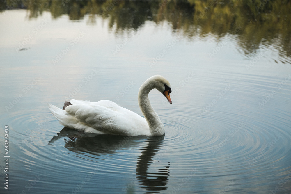 Schwan auf See