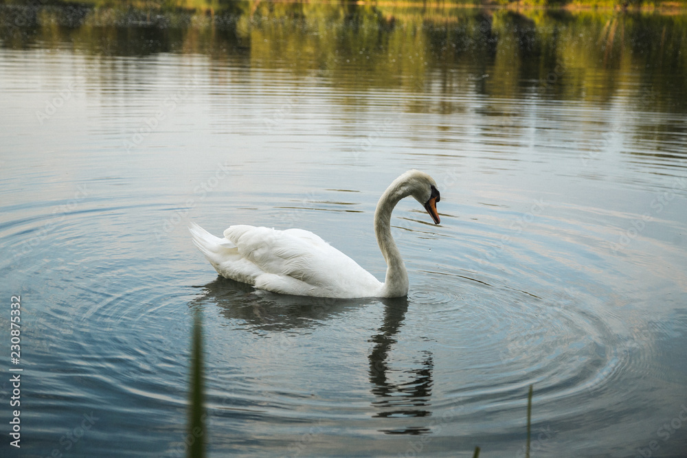 Schwan auf See