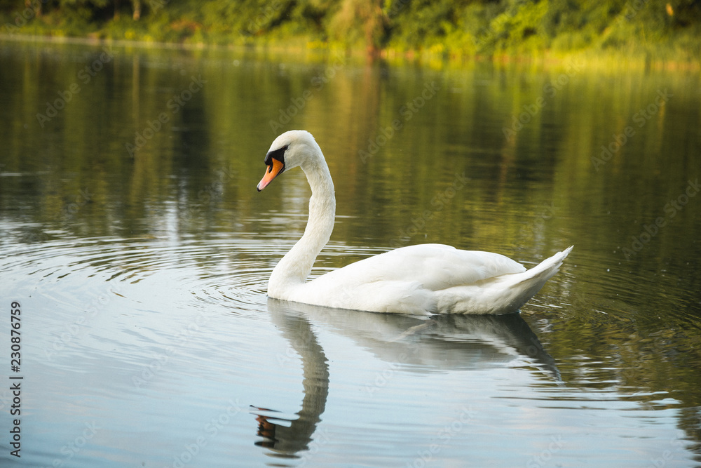 Schwan auf See