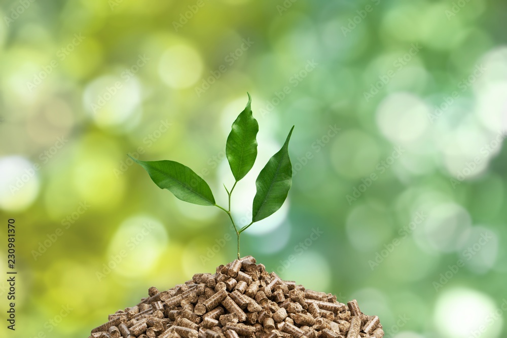 Growing plant tree  on background