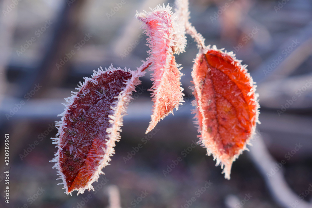 Frost on plants.Late autumn.