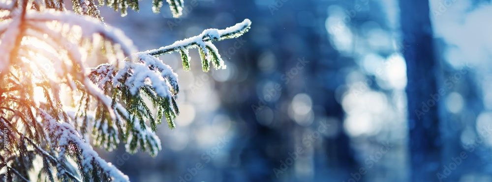 雪中傍晚的冬季景观中的美丽树木