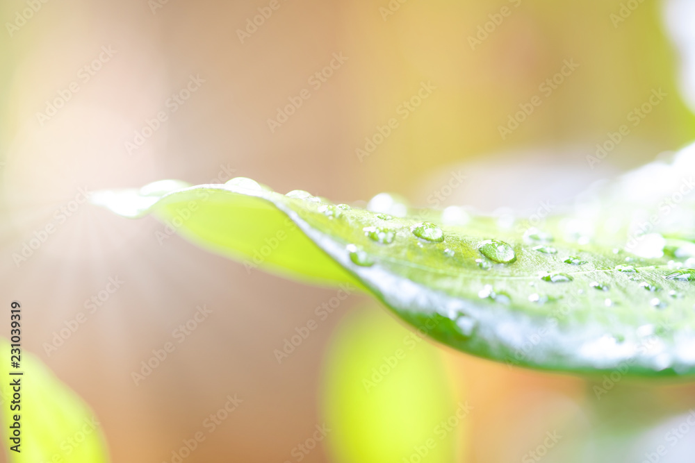 早上阳光照射下，雨落在绿叶上。雨季。