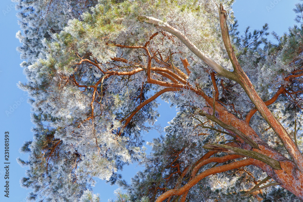 Snow-covered trees in frost in the forest. Winter in the country.