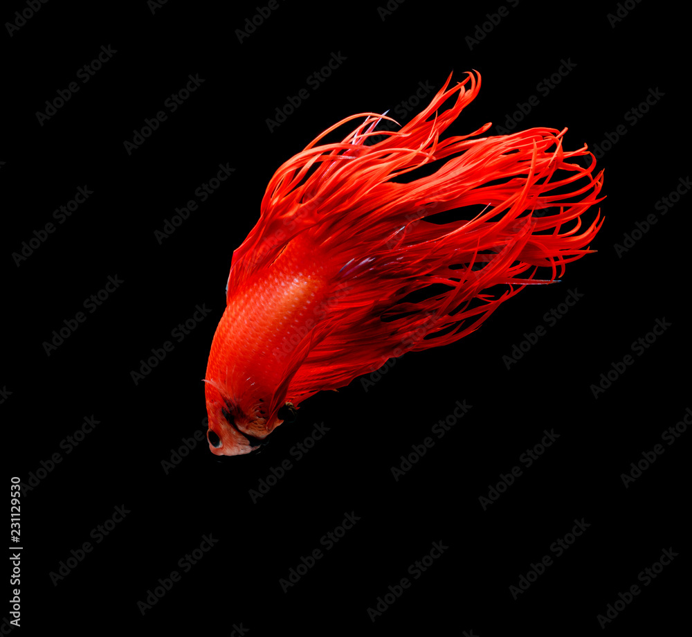 Siamese fighting fish, red fish, black background Betta splendens, Betta Fish, Halfmoon Betta.