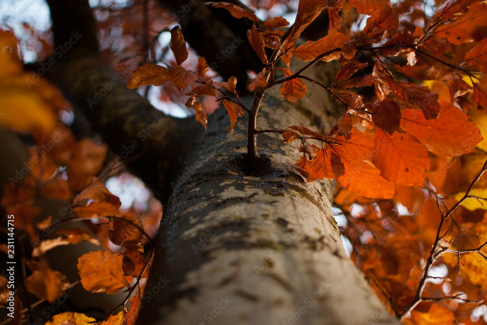 Close-up of a colorful tree in autumn