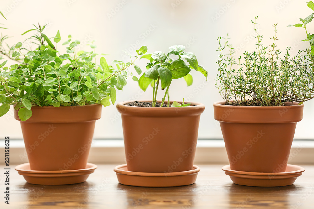 Pots with fresh aromatic herbs on wooden windowsill