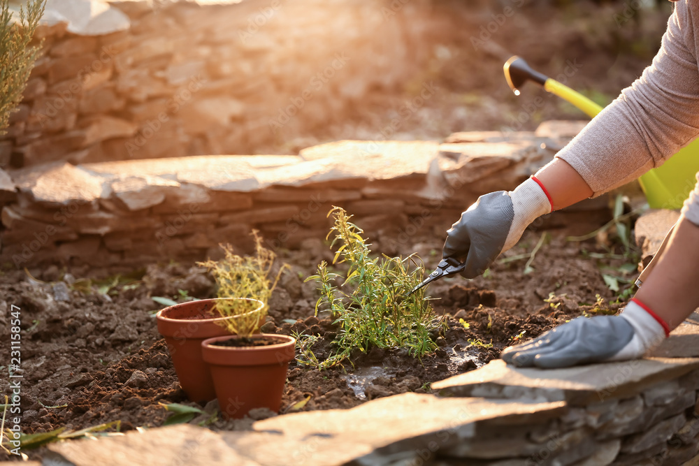 Woman cutting fresh rosemary outdoors