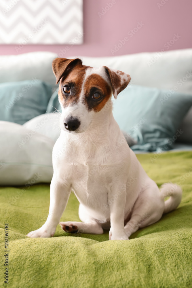 Cute funny dog on bed at home