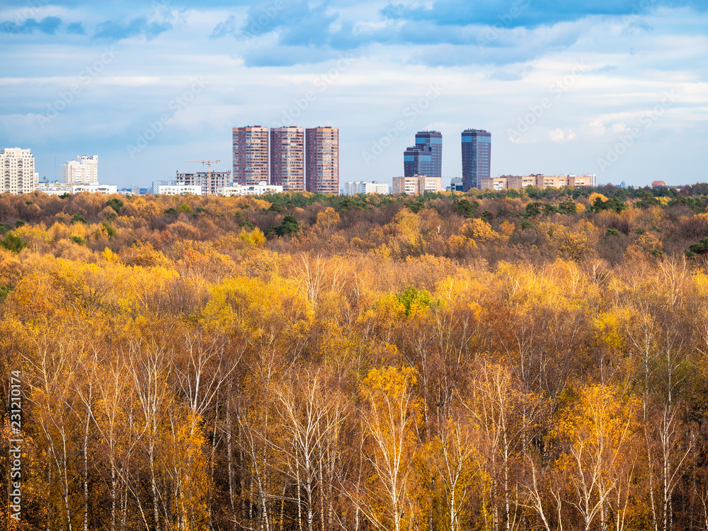 autumn forest and apartment houses on horizon