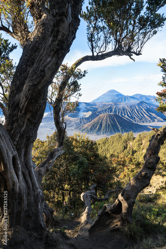 布罗莫火山旁古老的大树