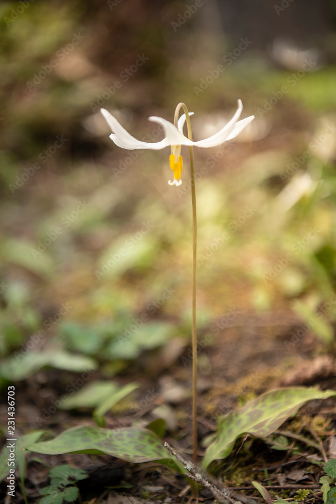 草丛中的白鳟百合野花