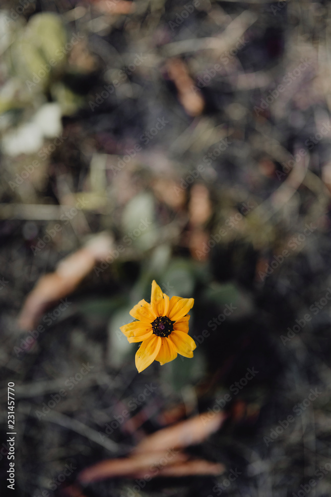 花园里黑眼苏珊花的特写