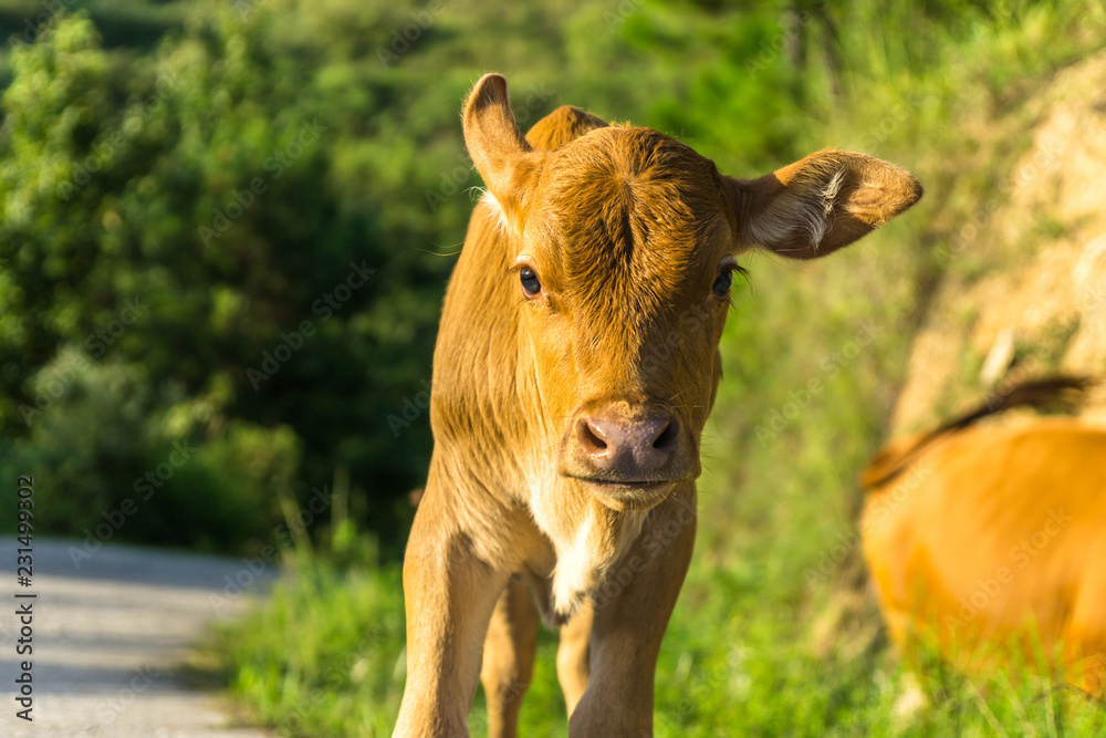 cow in field