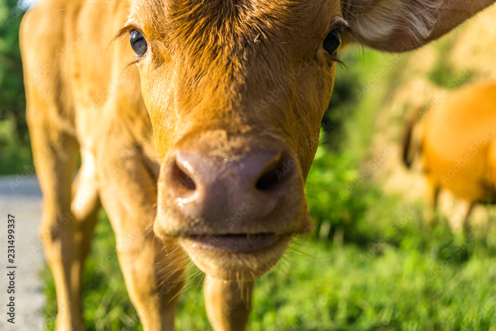 cow in field