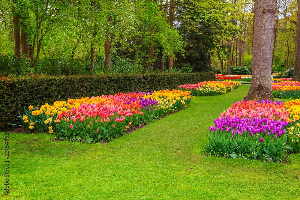 Breathtaking colorful fresh tulips in Keukenhof park, Netherlands, Europe