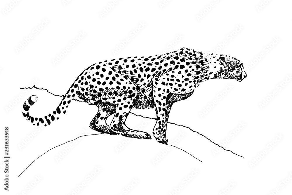 Cheetah hand drawn illustrations