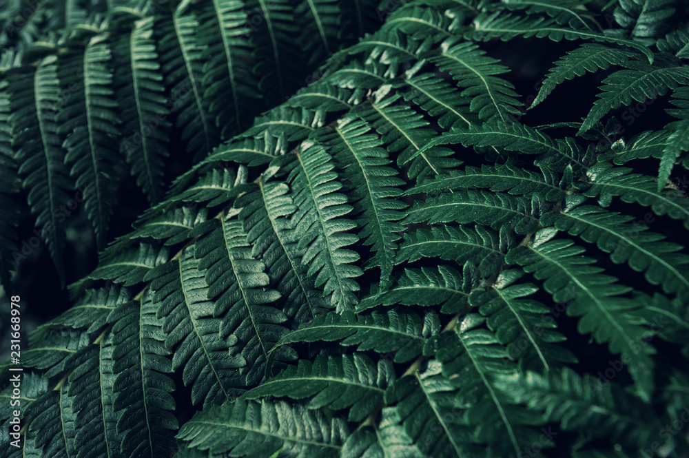 蕨类植物背面。森林中的绿色蕨类植物叶子特写