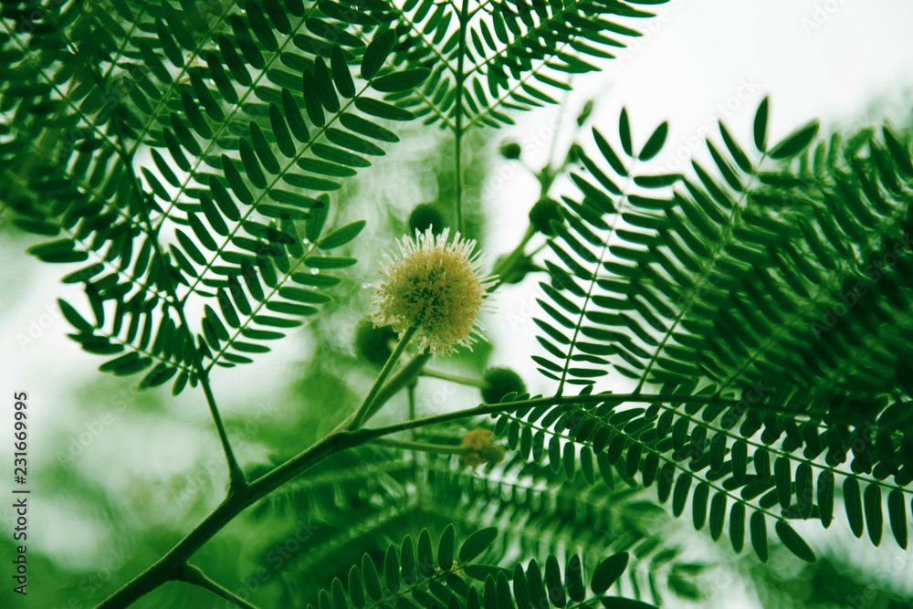 绿叶植物背景