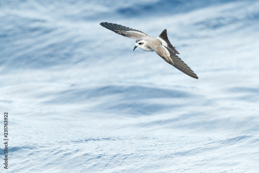 白面风暴Petrel（Pelagodroma Marina）在马德拉群岛附近觅食