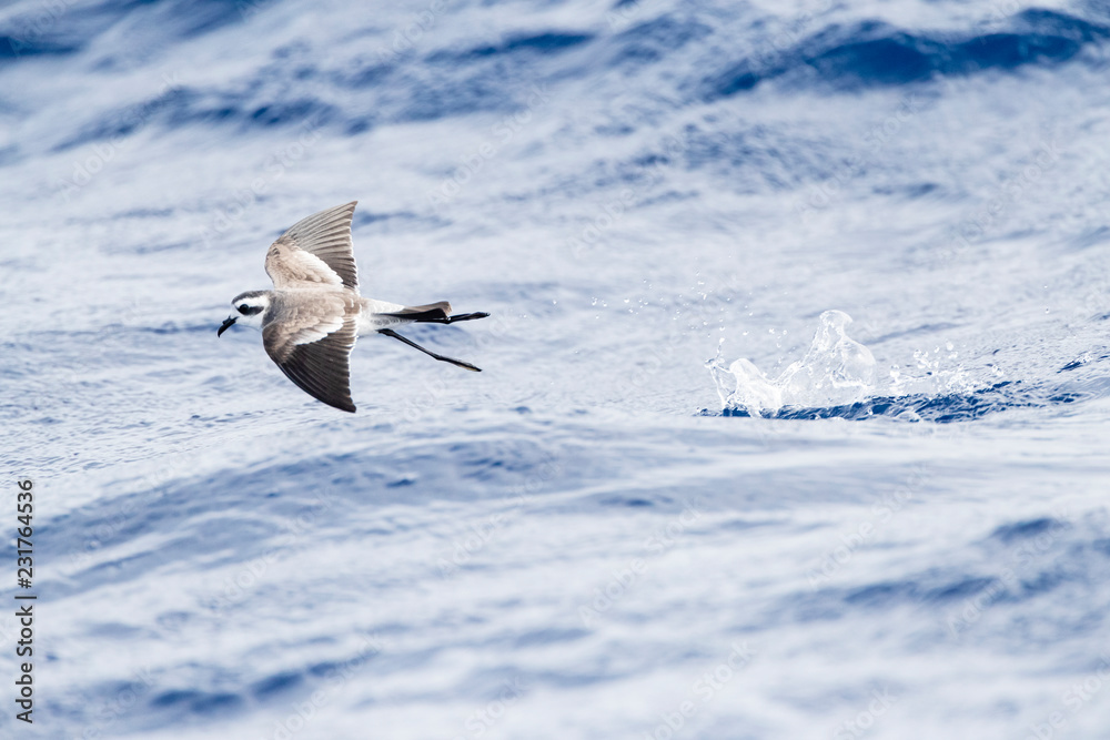 白面风暴Petrel（Pelagodroma Marina）在马德拉群岛附近觅食