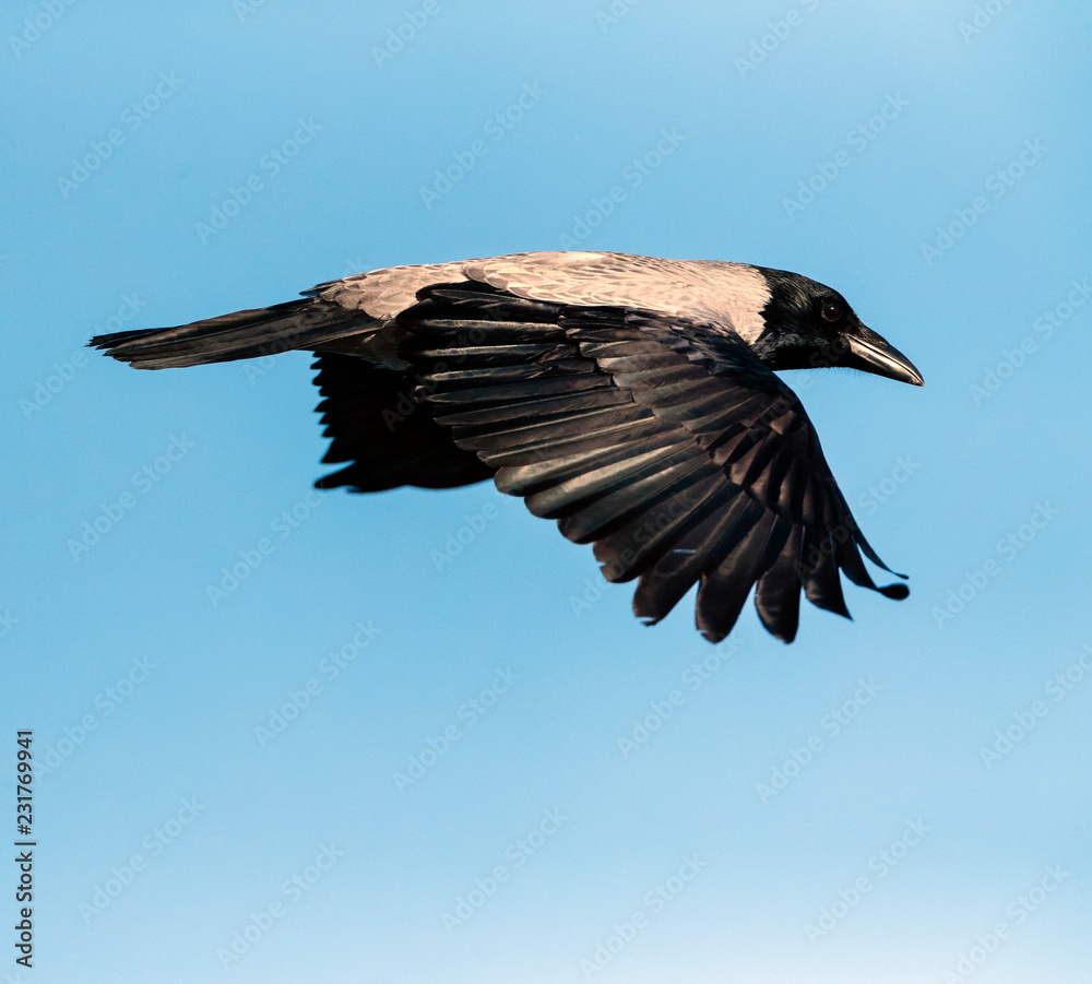 飞行中的带帽乌鸦（Corvus Cornix）