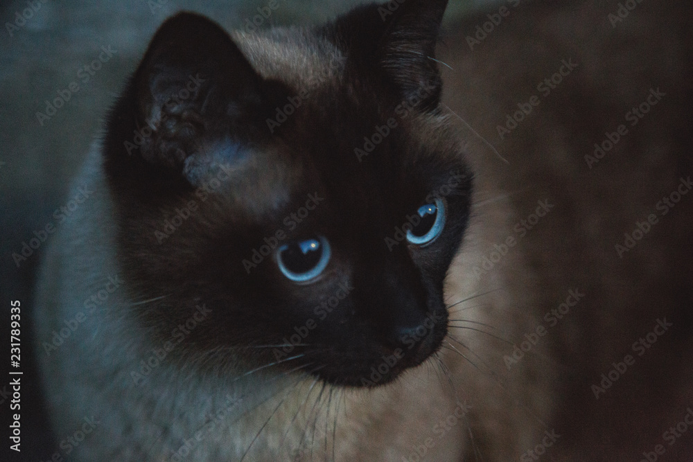 Katze mit blauen Augen