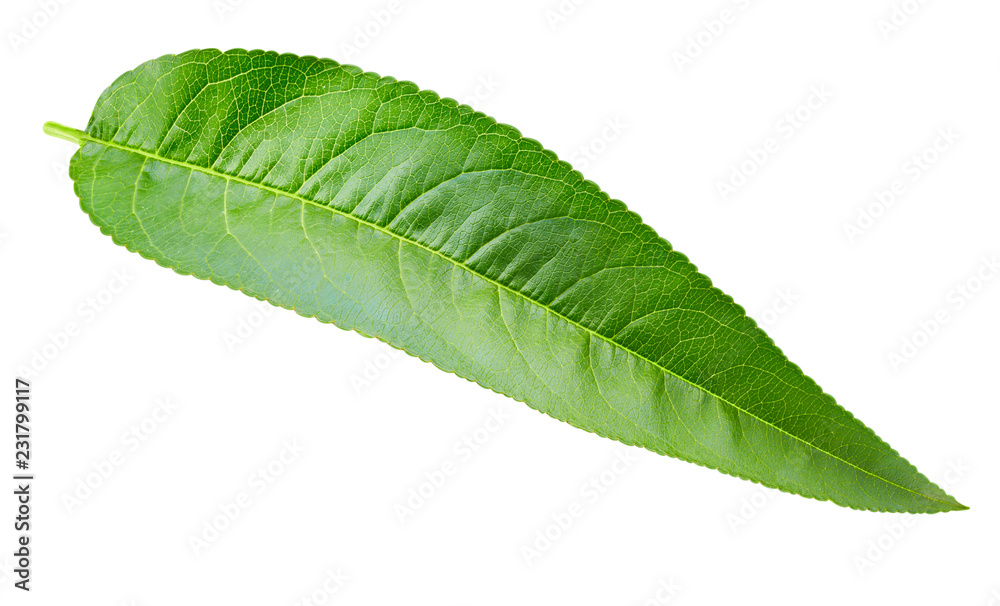 Peach leaf isolated