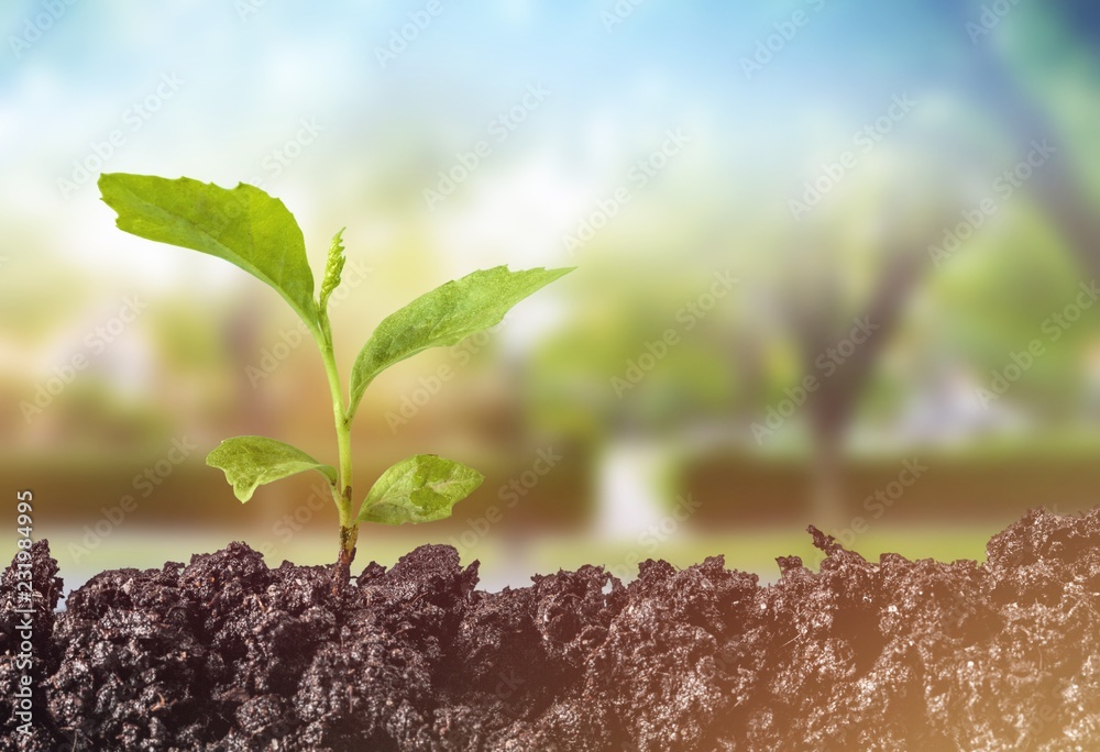 Green plant in soil, close-up view