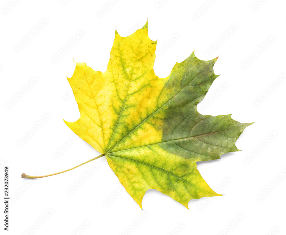 Color autumn leaf on white background