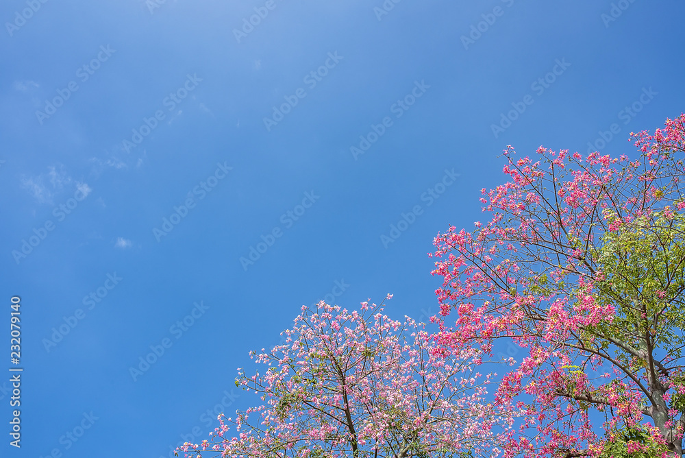 蓝天下美丽的不同木棉花