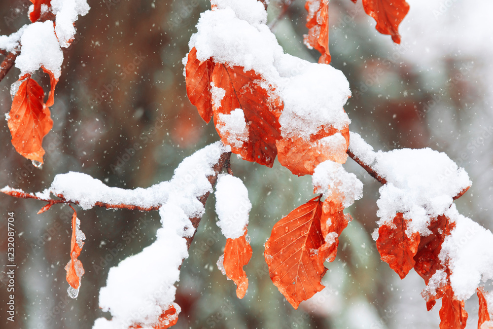 降雪期间，冰冻的山毛榉树叶被雪覆盖。