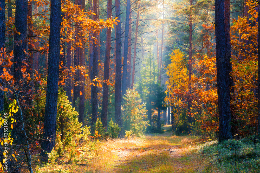 Autumn forest