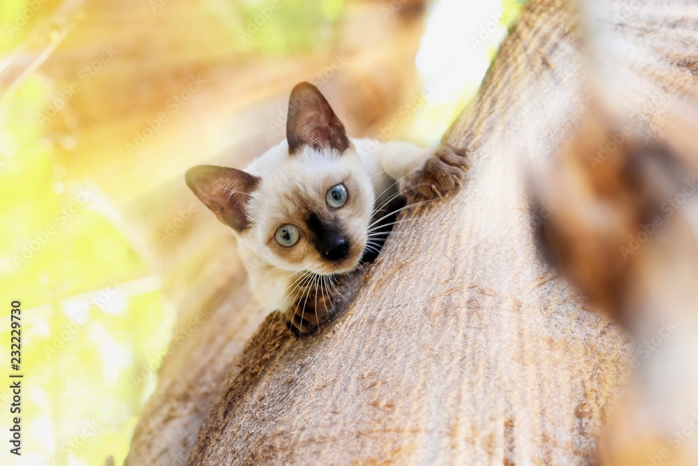 小猫在花园里的树上顽皮地玩耍。