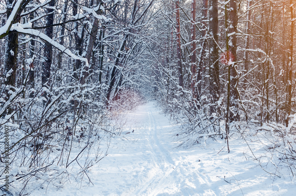 阳光下的冬季雪地森林中的小路