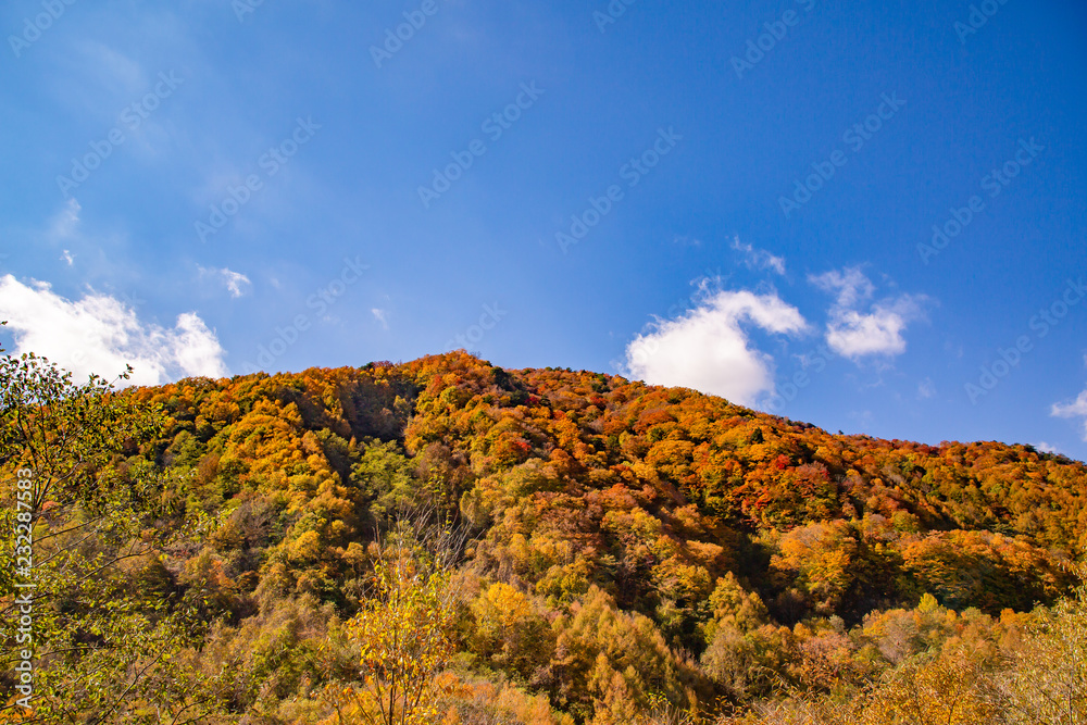 鮮やかな紅葉の山