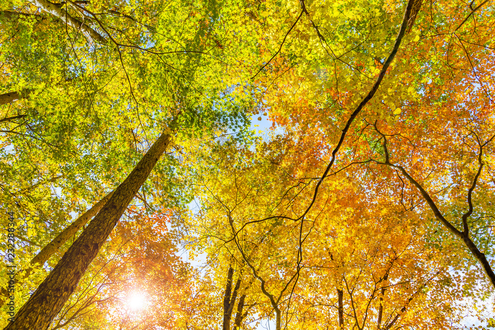 鮮やかな紅葉の木